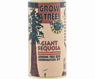 Giant Sequoia Growing Kit