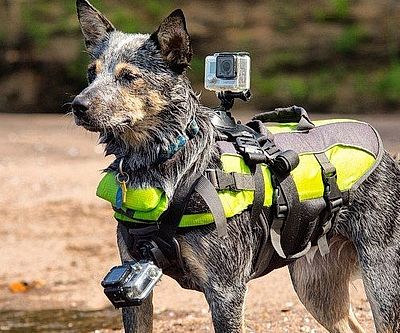 GoPro Dog Harness