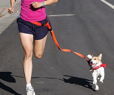 Hands Free Dog Leash