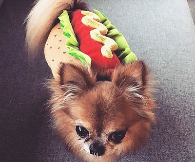 Hog Dog Pet Costume