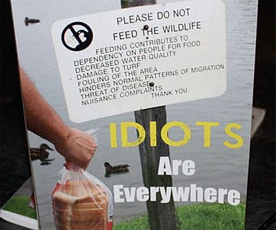 Idiots Are Everywhere Book