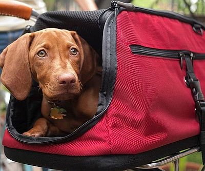 In-Cabin Pet Carrier