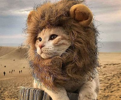 Lion Cat Hat