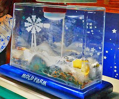 Kid’s Mold Farm
