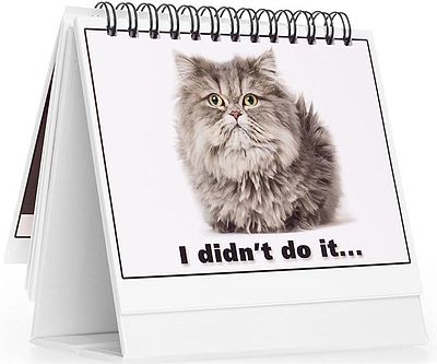 Moodycards Office Cat Cards