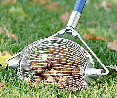 Nut & Golf Ball Collector