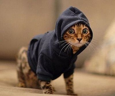 Pet Hoodies