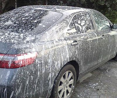 Prank Fake Bird Poop