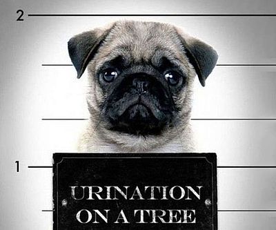 Pug Shots Book