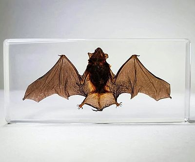 Real Bat Taxidermy