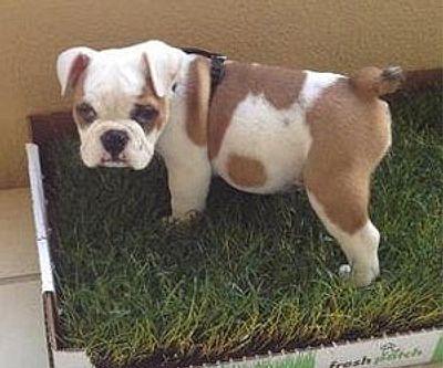 Real Grass Disposable Dog Potty