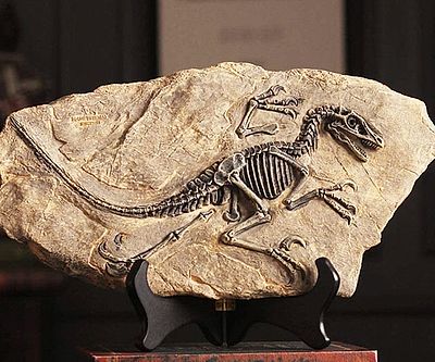Resin Dinosaur Fossil Statues