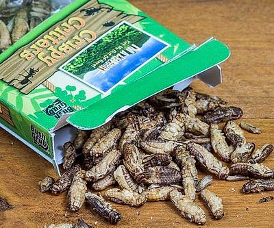 Salt And Vinegar Grasshoppers