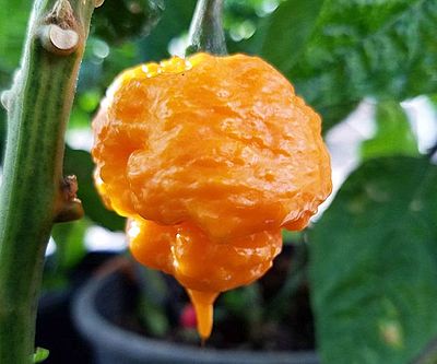 Scotch Brains Hot Pepper Seeds