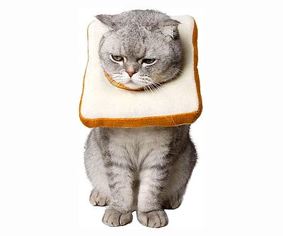Slice Of Bread Cat Cone