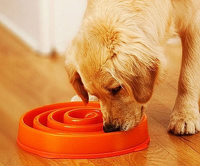 Slow Feed Dog Bowl
