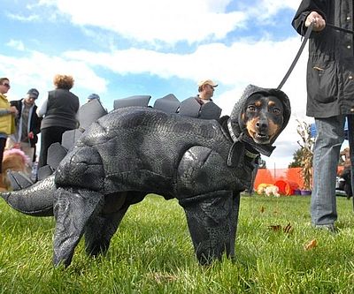 Stegosaurus Dog Costume