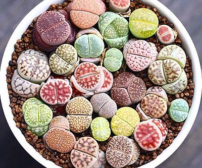 Stone Succulent Plants