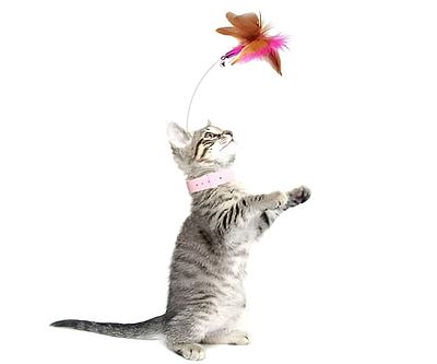 Teasing Feather Collar Toy