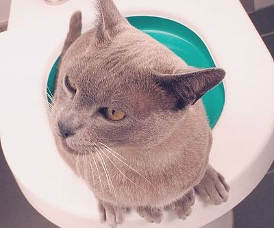 Cat Toilet Training System