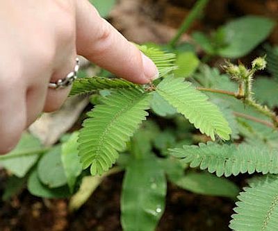 Touch Sensitive Plants