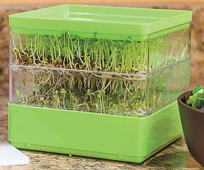 Two-Tiered Seed Sprouter