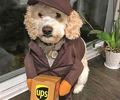 UPS Delivery Person Dog Costume